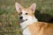 Cute pembroke welsh corgi puppy is standing in the autumn foliage. Pet animals