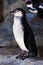 Cute penguin Humboldt penguin stands on a stone cliff, bright colors are a cute bird