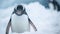 Cute penguin looking at camera in snowy Arctic landscape