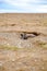 Cute penguin from Magdalena Island in Patagonia on a picturesque beach against a cloudy blue sky