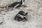 Cute Penguin making nest for babys on boulders beach, South Africa