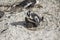 Cute Penguin making nest for babys on boulders beach, South Africa