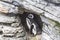 Cute penguin sleeping in a small cave