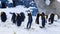 Cute Penguins Resting and Standing Still on the Snow