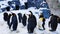 Cute Penguins Resting and Standing Still on the Snow