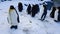 Cute Penguins Resting and Standing Still on the Snow