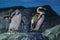 Cute penguins on the rock. Animals of aquarium.