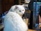 A cute persian cat gazes and  plays with owner in the house