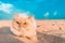 Cute Persian cat left alone in the sand