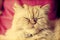 Cute Persian cat looking relaxed