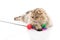 Cute persian cat playing toy