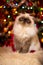 Cute persian cat sitting in front of a Christmas tree