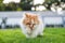 The cute Persian cat is walking on a green grass fiel