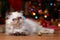 Cute persian kitten in front of a Christmas tree