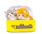 Cute persian kittens  inside a suitcase  on isolated white background