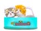 Cute persian kittens  inside a suitcase  on isolated white background
