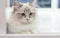 Cute Persian Munchkin cat in white and grey color and blue eyes.
