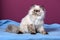 Cute persian tortie colorpoint kitten is sitting on a blue bedsprea