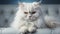 Cute Persian White Big Cat Lying on Sofa AI Generative