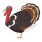 Cute, pet, bird turkey. Chicken bird from the genus turkeys.