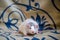 Cute pet black husky rat on blanket background