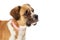 Cute pet crossbreed dog closeup right facing isolated