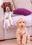 Cute pet dog dogs in home lounge setting couch sofa