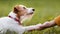 Cute pet dog giving paw to her owner trainer, friendship and love of human and animal