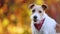 Cute pet dog listening, smiling, panting in autumn on golden fall leaves background