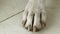 Cute pet dog paws closeup