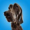 Cute pet, dog posing with big curious eyes over pink studio background. Best fluffy friend Weimaraner. Close up
