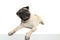 Cute pet dog pug breed sitting and smile with happiness feeling