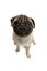 Cute pet dog pug breed sitting and smile with happiness feeling