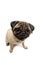 Cute pet dog pug breed sitting and smile with happiness feeling