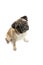 Cute pet dog pug breed sitting and smile with happiness feeling