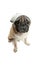 Cute pet dog pug breed sitting and smile with happiness feeling