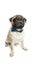 Cute pet dog pug breed sitting and smile with happiness feeling