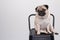Cute pet dog pug breed smile with happiness feeling so funny and making serious face