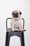 Cute pet dog pug breed smile with happiness feeling so funny and making serious face
