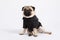 Cute pet dog pug breed wearing suit sitting and smile with happiness feeling so funny and making serious face
