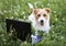 Cute pet dog puppy with a laptop in the grass