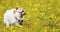 Cute pet dog puppy scratching in the grass with flowers