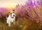 Cute pet dog puppy sitting in the grass with purple lavender flowers in summer