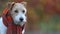 Cute pet dog puppy wearing a scarf and looking, listening in autumn background with copy space