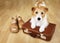 Cute pet dog waiting on a retro suitcase, pet travel