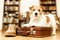 Cute pet dog waiting on a retro suitcase with shoe, pet travel
