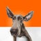 Cute pet, dog Weimaraner with big ears posing over orange studio background. Carefree cheerful doggy. Close up