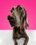 Cute pet, dog Weimaraner posing with big compassionate eyes over pink studio background. Best fluffy friend. Fish eye