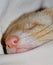 Cute Pet ferret sleeping.