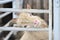 The cute pet goat is in the pen. Animals in agriculture. Portrait